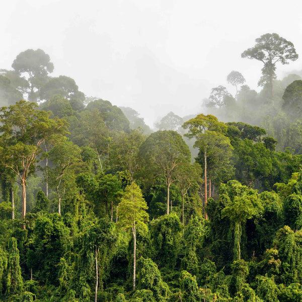 Where We Plant Our Trees